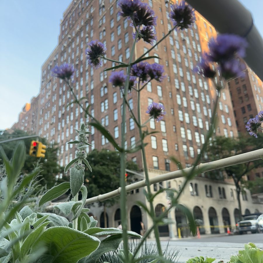 Verbena bonariensis blooming at dusk above the Itty Island bed, brick towers behind