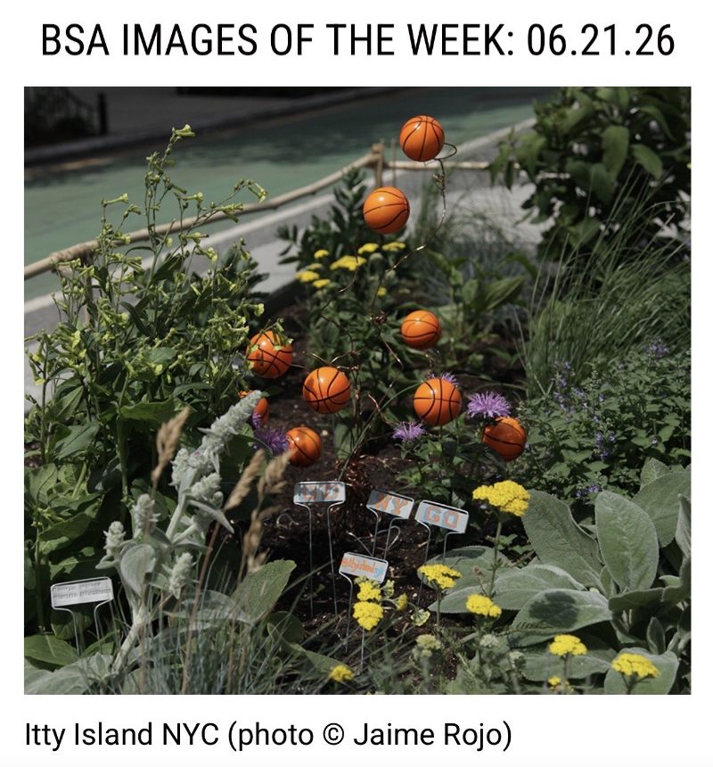 Brooklyn Street Art's Images of the Week for June 21, 2026, showing Itty Island's playoff basketball installation among yarrow and bee balm, credited to photographer Jaime Rojo