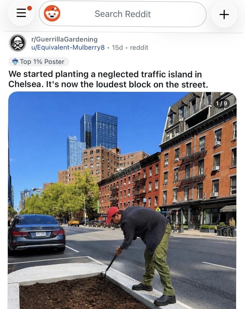 The r/GuerrillaGardening post about Itty Island, titled 'We started planting a neglected traffic island in Chelsea', showing the median being raked out before planting