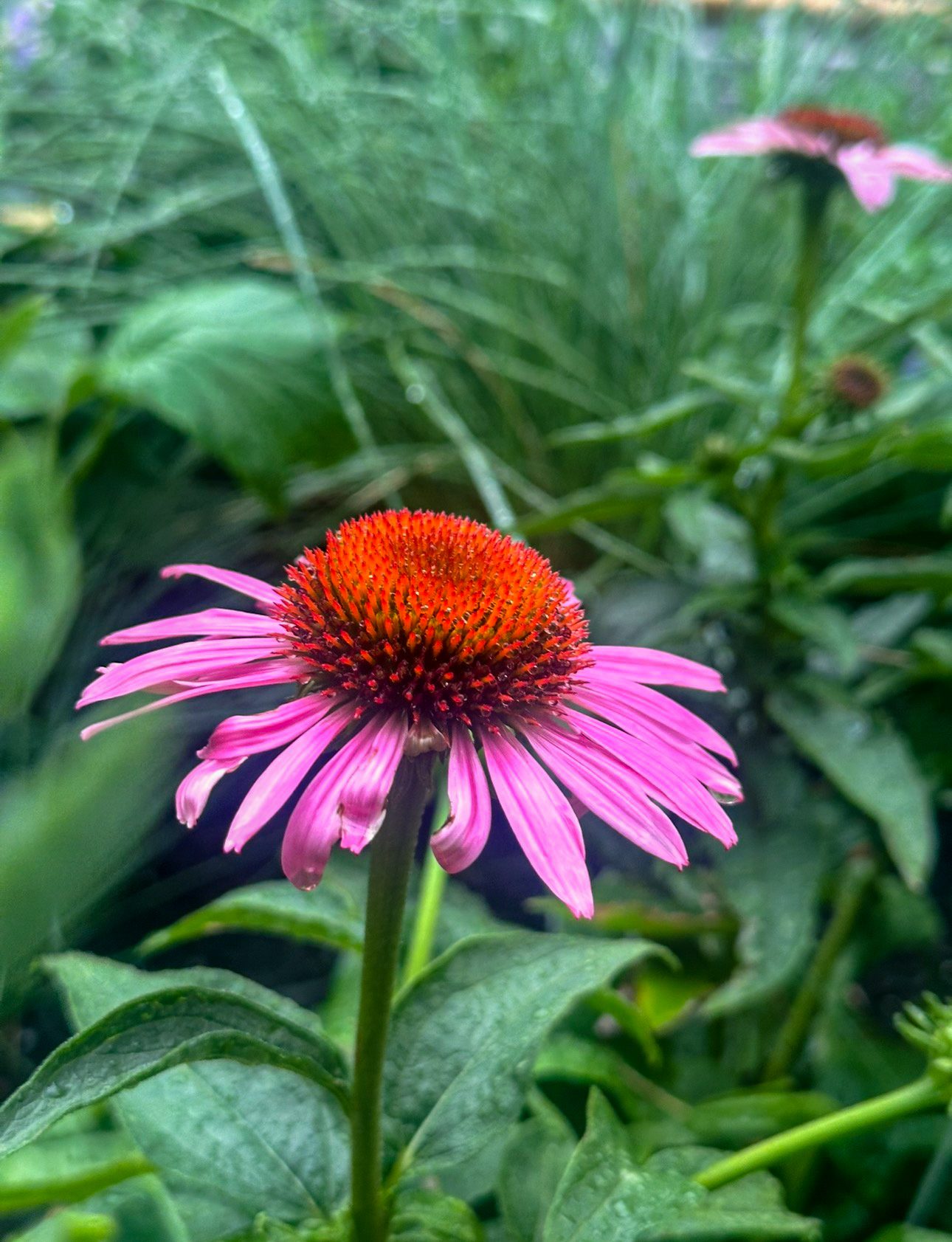 Magnus coneflower on Itty Island