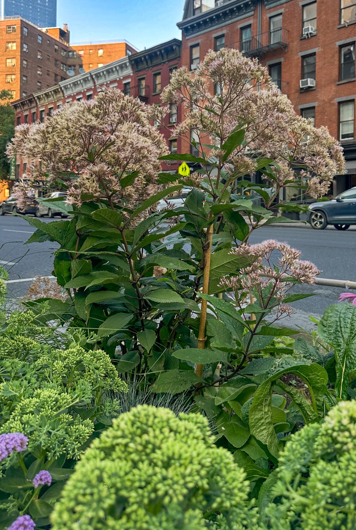 Joe Pye weed in bloom on Itty Island, brick rowhouses on 10th Avenue behind
