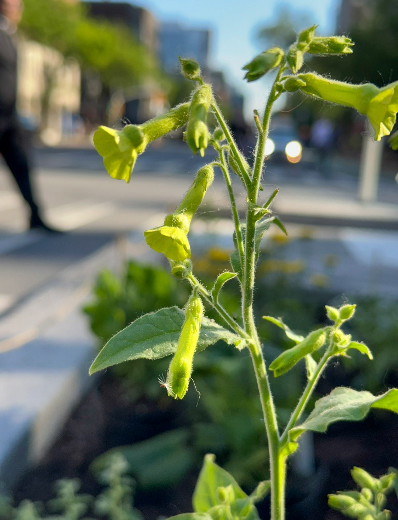 Nicotiana flowers on Itty Island with 10th Avenue traffic blurred behind
